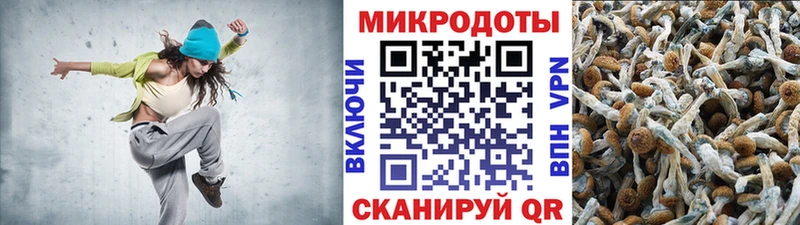 Псилоцибиновые грибы Psilocybe Брянск